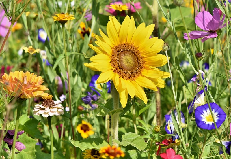 Whimsical Garden Decor